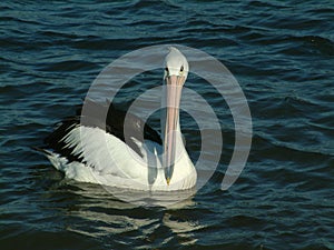 Pelican on lake