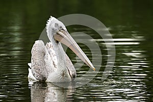 Pelican in a lake photo