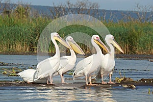 Pelican, Lake Chamo, Ethiopia, Africa photo
