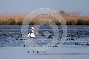 Pelican on lake from in Danube Delta , Romania wildlife bird watching