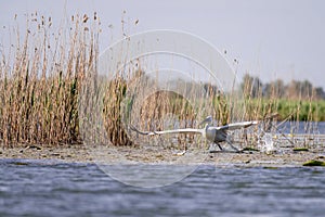 Pelican on lake from in Danube Delta , Romania wildlife bird watching