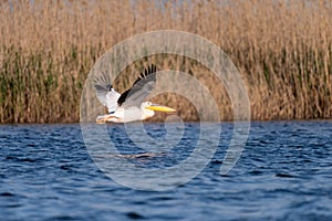 Pelican on lake from in Danube Delta , Romania wildlife bird watching