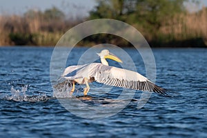 Pelican on lake from in Danube Delta , Romania wildlife bird watching