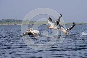 Pelican on lake from in Danube Delta , Romania wildlife bird watching