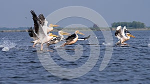 Pelican on lake from in Danube Delta , Romania wildlife bird watching