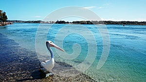 Pelican @ Lake Macquarie