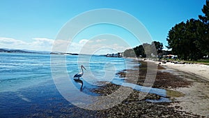 Pelican @ Lake Macquarie