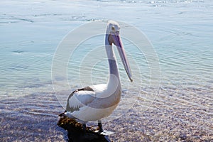 Pelican @ Lake Macquarie, Australia