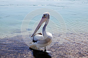 Pelican @ Lake Macquarie, Australia