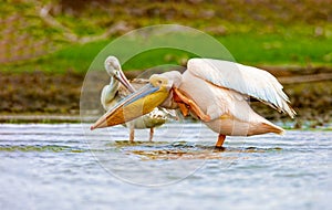 Pelican on the lake nakuru. Kenya.