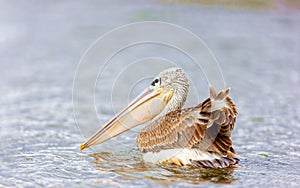 Pelican on the lake nakuru. Kenya.