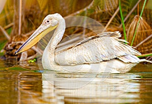 Pelican on the lake nakuru. Kenya.
