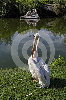 Pelican at the Lake Tisza Ecocentre in Poroszlo photo