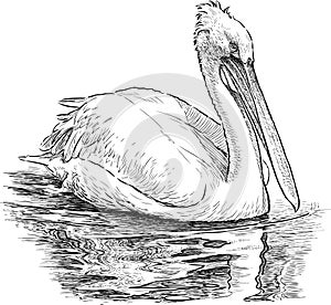 Pelican on the lake photo