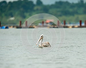 Pelican Lake Victoria Uganda Source of the Nile River