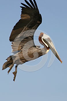 Pelican Landing