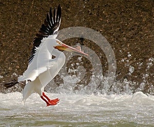 Pelican landing