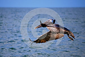 Pelican Landing