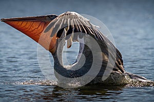 Pelican Landing in Lake