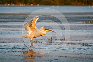 Pelican landing on a lake in Danube Delta, Romania