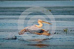 Pelican landing on a lake in Danube Delta, Romania