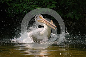 Pelican landing in water