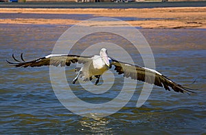 Pelican landing on water