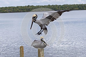 Pelican Landing On Wood Dock Post In Florida