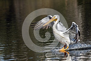 The pelican lands on La Pas Lake