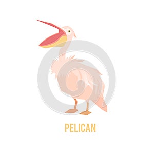 Pelican with large beak. Bird in a flat style.