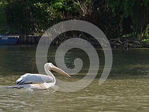 Pelican large beak water bird