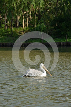 Pelican large beak water bird