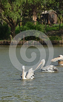 Pelican large beak water bird