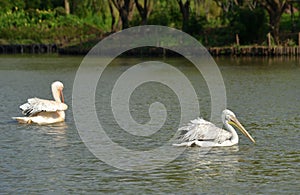 Pelican large beak water bird