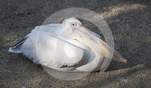 Pelican laying in the sand