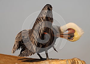 Pelican Lean and Preen