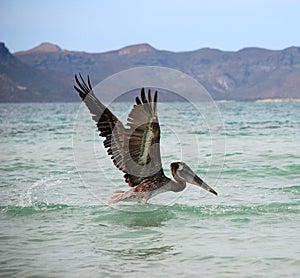 Pelican Lifting Off in Flight