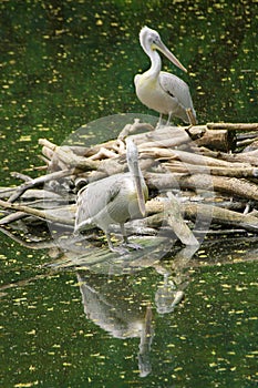 Pelican on a log in the middle of the lake