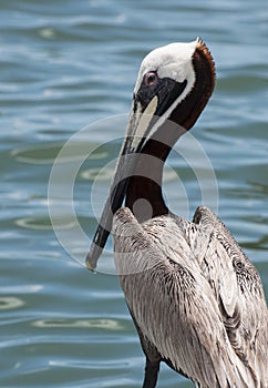 Pelican Looking Out at Water