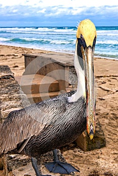 Pelican looks at camera