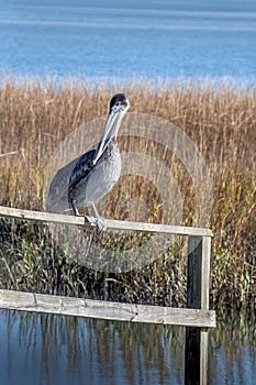 Pelican in Marsh