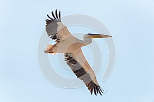 Pelican migration at Emek Hefer