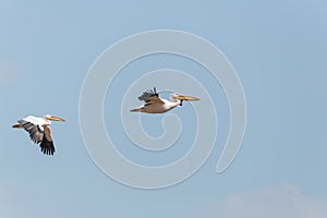 Pelican migration at Emek Hefer