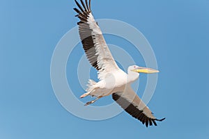 Pelican migration at Emek Hefer
