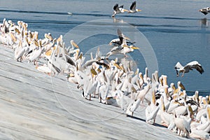 Pelican migration at Emek Hefer