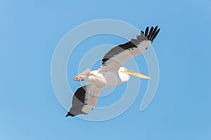 Pelican migration at Emek Hefer