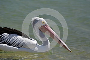 Pelican. Monkey Mia. Shark Bay. Western Australia photo