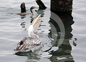 Pelican with Mouthful of Fish