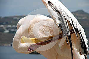 Pelican of Mykonos