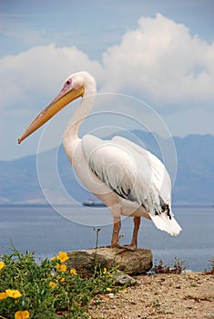 Pelican from Mykonos, Greece